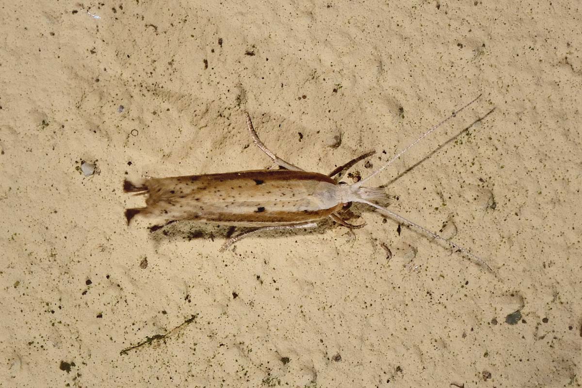 Ypsolophidae? S, Ypsolopha nemorella